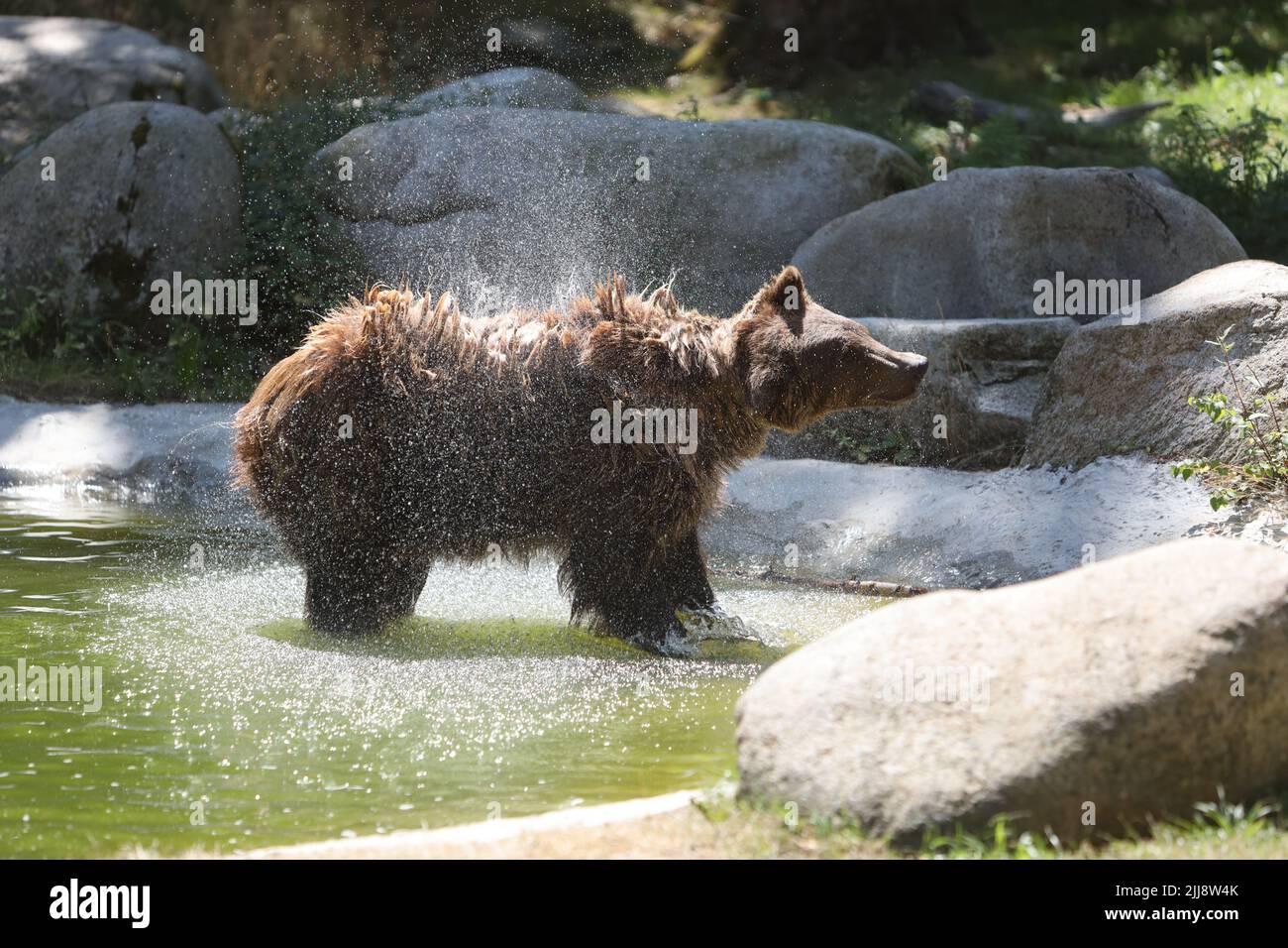 Thale, Allemagne. 24th juillet 2022. Une montagne brune travaille un bloc de glace végétale dans son enceinte pour refroidir. Ici a été invité au festival du zoo avec de nombreuses actions. Credit: Matthias Bein/dpa/Alay Live News Banque D'Images