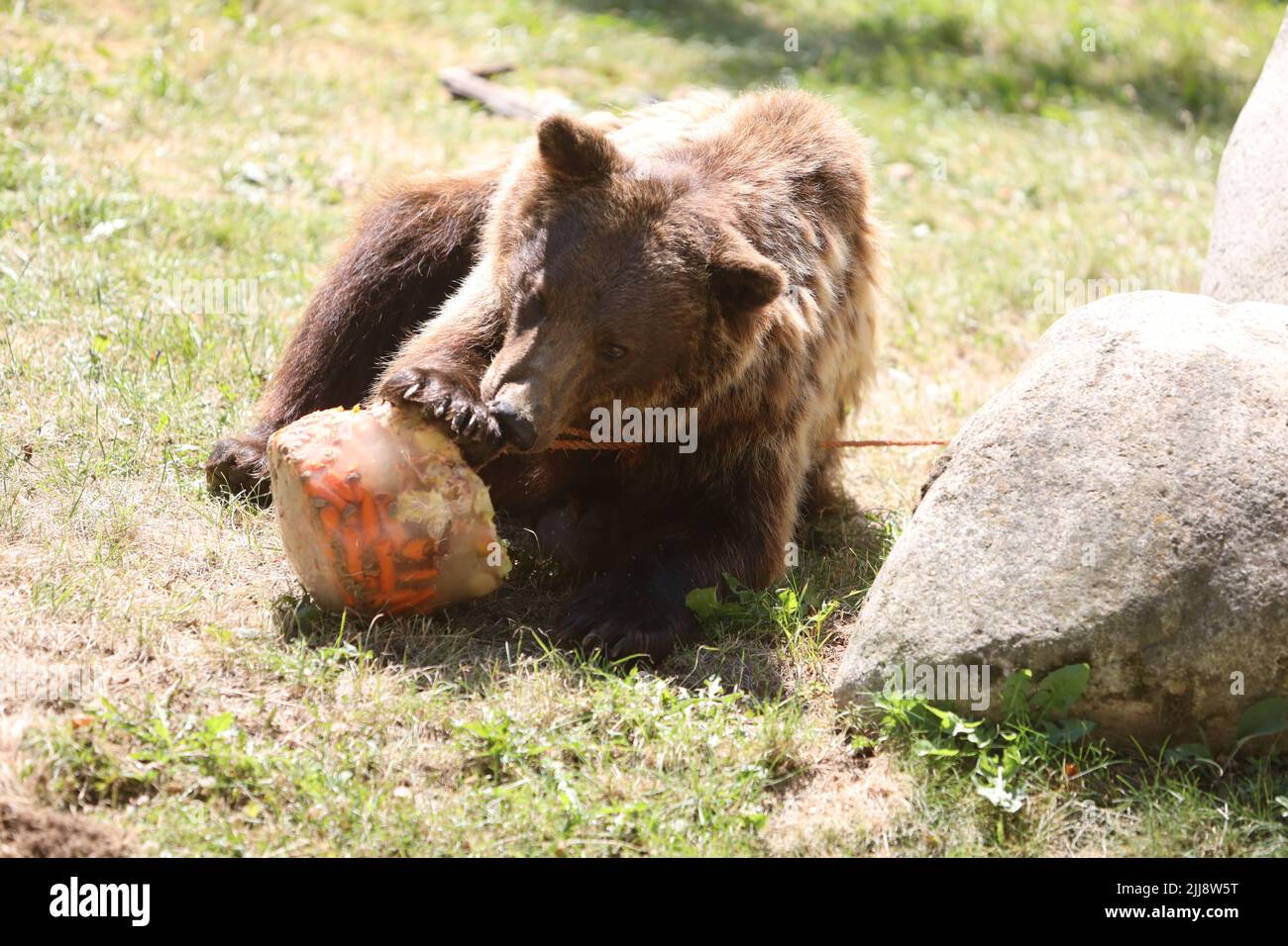 Thale, Allemagne. 24th juillet 2022. Une montagne brune travaille un bloc de glace végétale dans son enceinte pour refroidir. Ici a été invité au festival du zoo avec de nombreuses actions. Credit: Matthias Bein/dpa/Alay Live News Banque D'Images