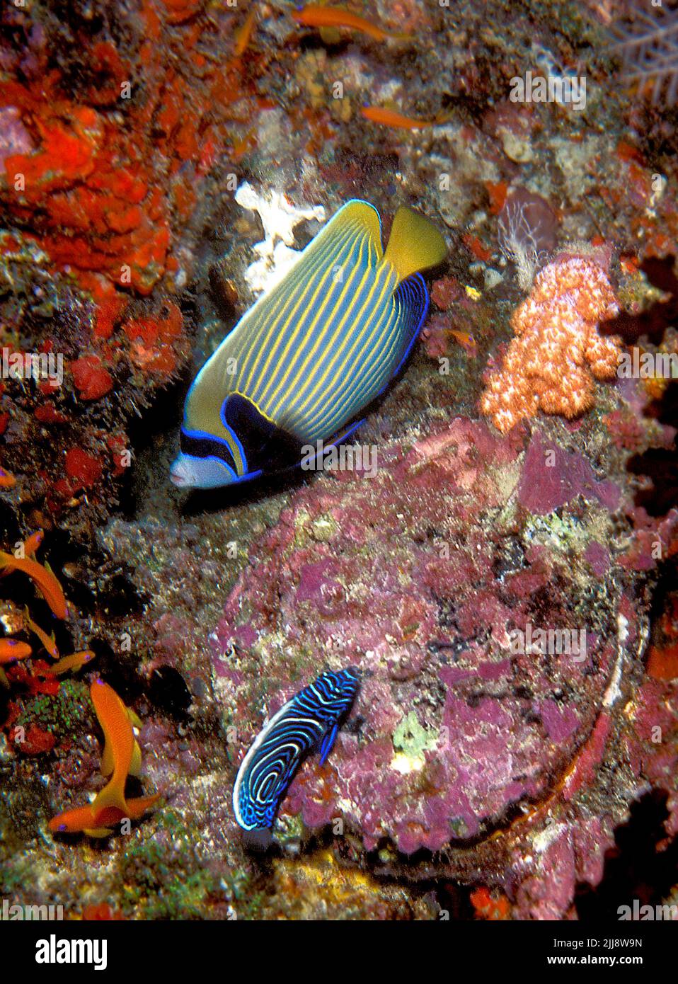 L'empereur Angelfishes (imperméable de Pomacanthus.). Une photo unique d'un adulte et d'un jeune spécimen nageant ensemble , île de Kuredu, les Maldives. Banque D'Images