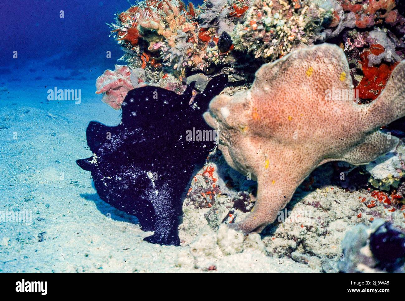 Une paire de Frogfishes, Antennarius sp. (Peut-être le poisson-Frogfish géant, A. commersoni), dans un récif aux Maldives. Lorsque les plongeurs sont retournés à ce même spo Banque D'Images