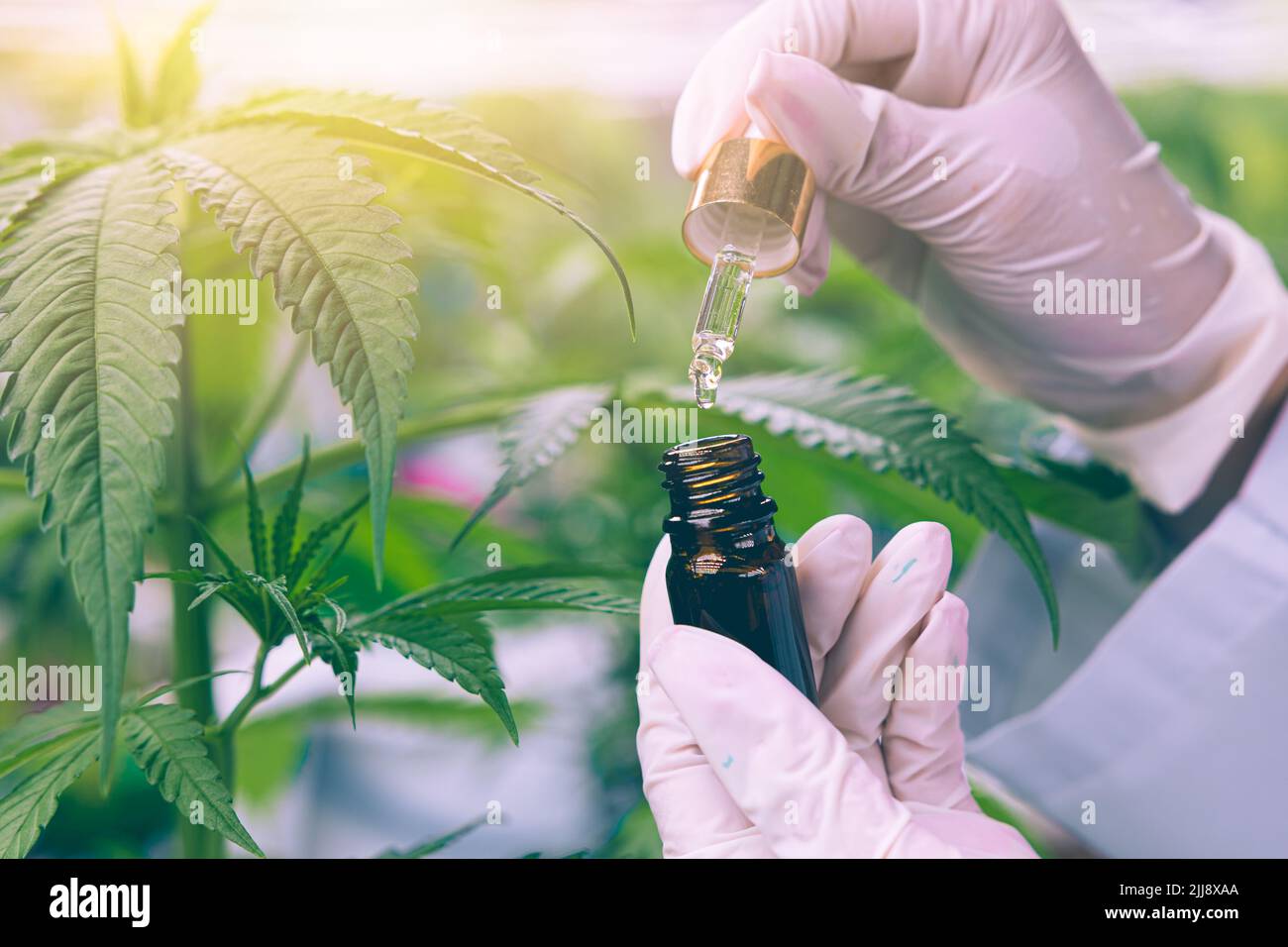 Laisser tomber l'huile de chanvre extrait de cannabis CBD produit médical pour soulager la douleur de la plante de marijuana. Banque D'Images