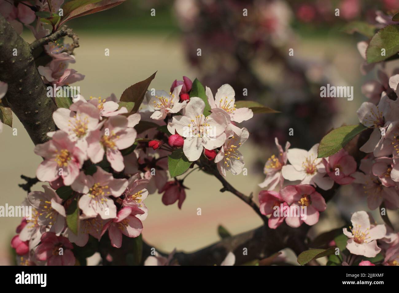 Belle fleur de printemps d'arbre de fruits rose qui pousse sur les branches sous le soleil éclatant. Banque D'Images