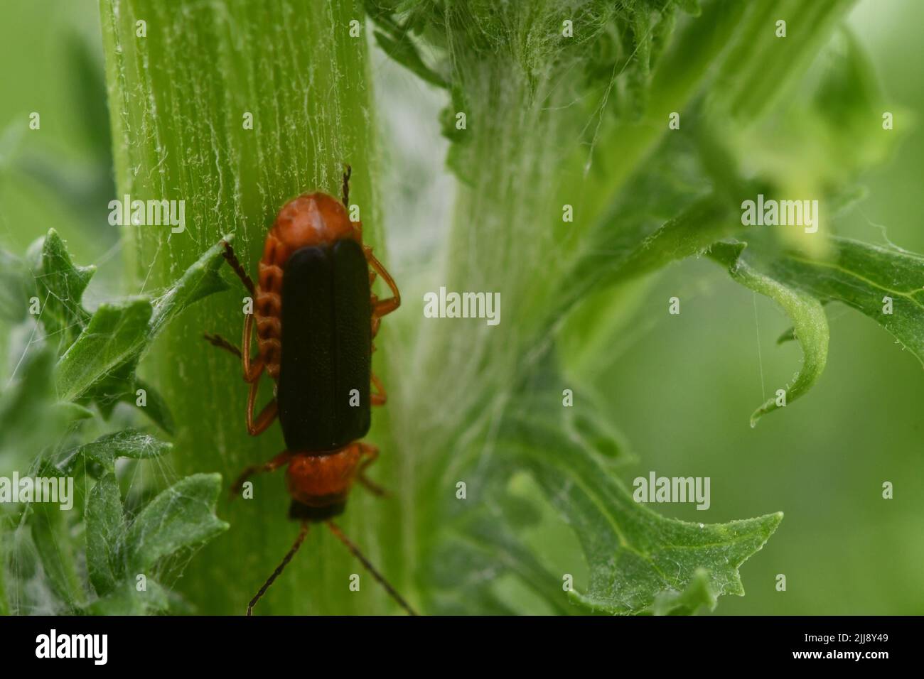 Bug, macrophotographie Banque D'Images