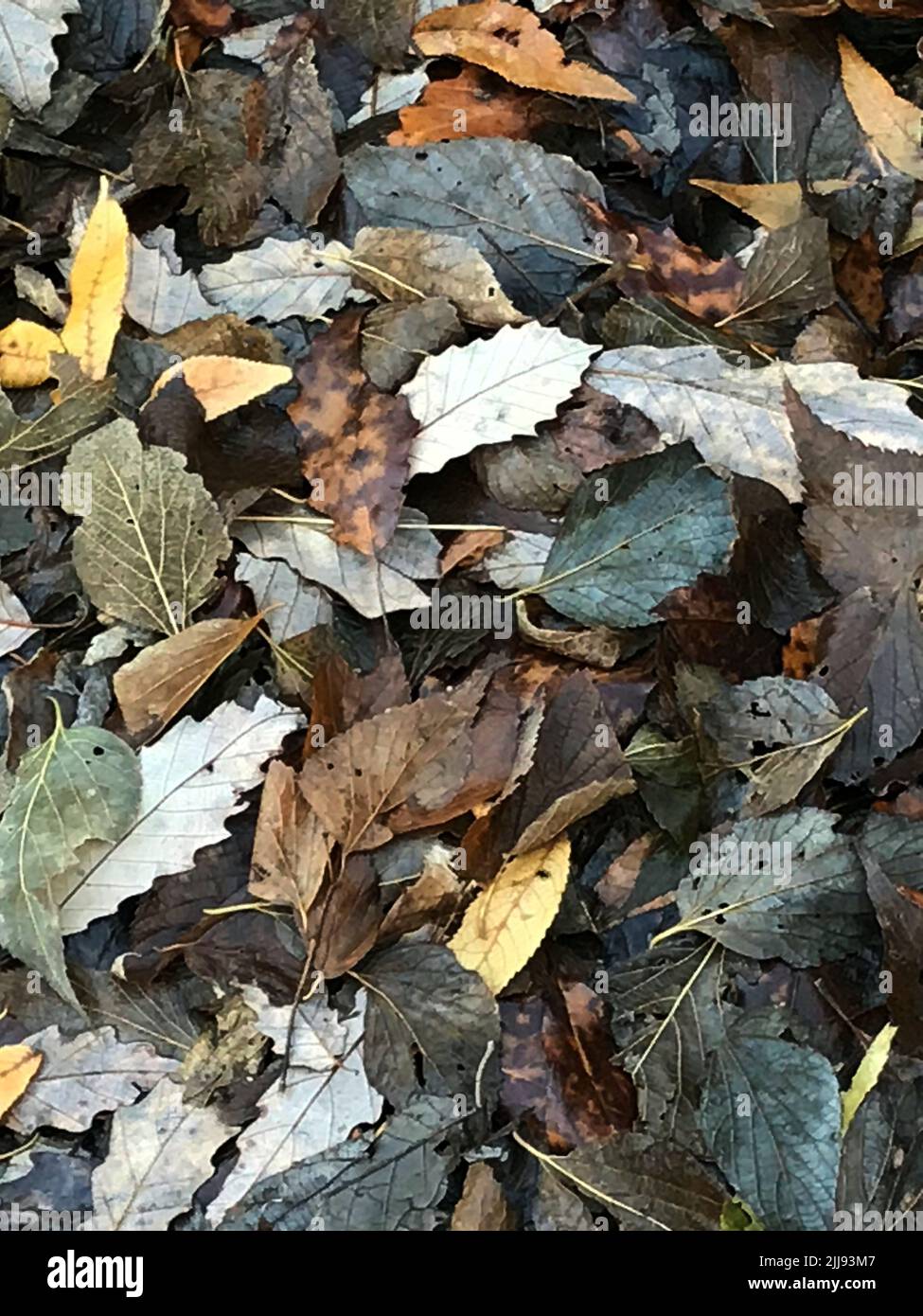 Feuilles mortes. Banque D'Images