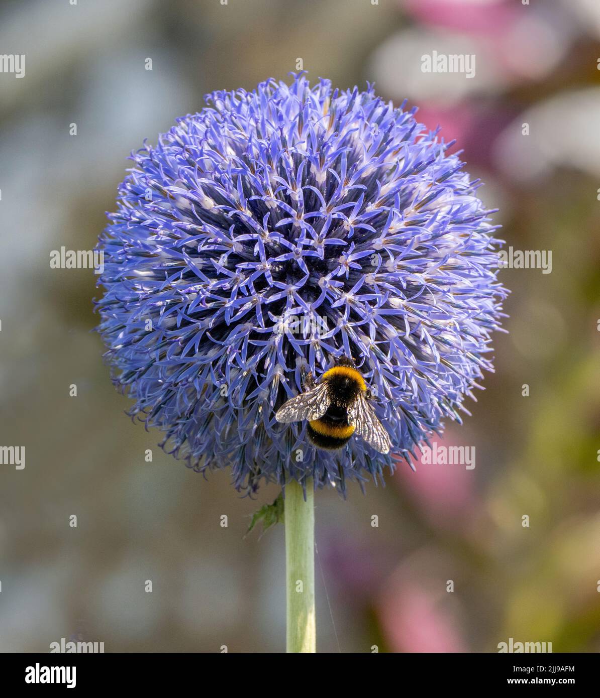 Echinops ritro le Globechardon du Sud et le Bumblebee à queue blanche Bombus lucorum dans un jardin Somerset Royaume-Uni Banque D'Images