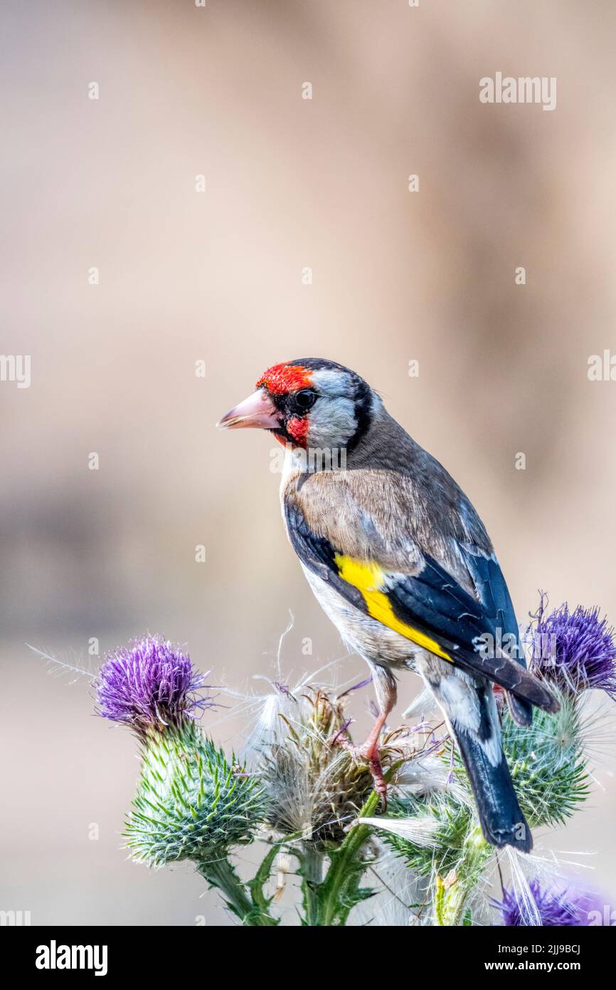 Goldfinch, Carduelis carduelis, perchée sur un grand chardon et se nourrissant en pectant les graines. Banque D'Images