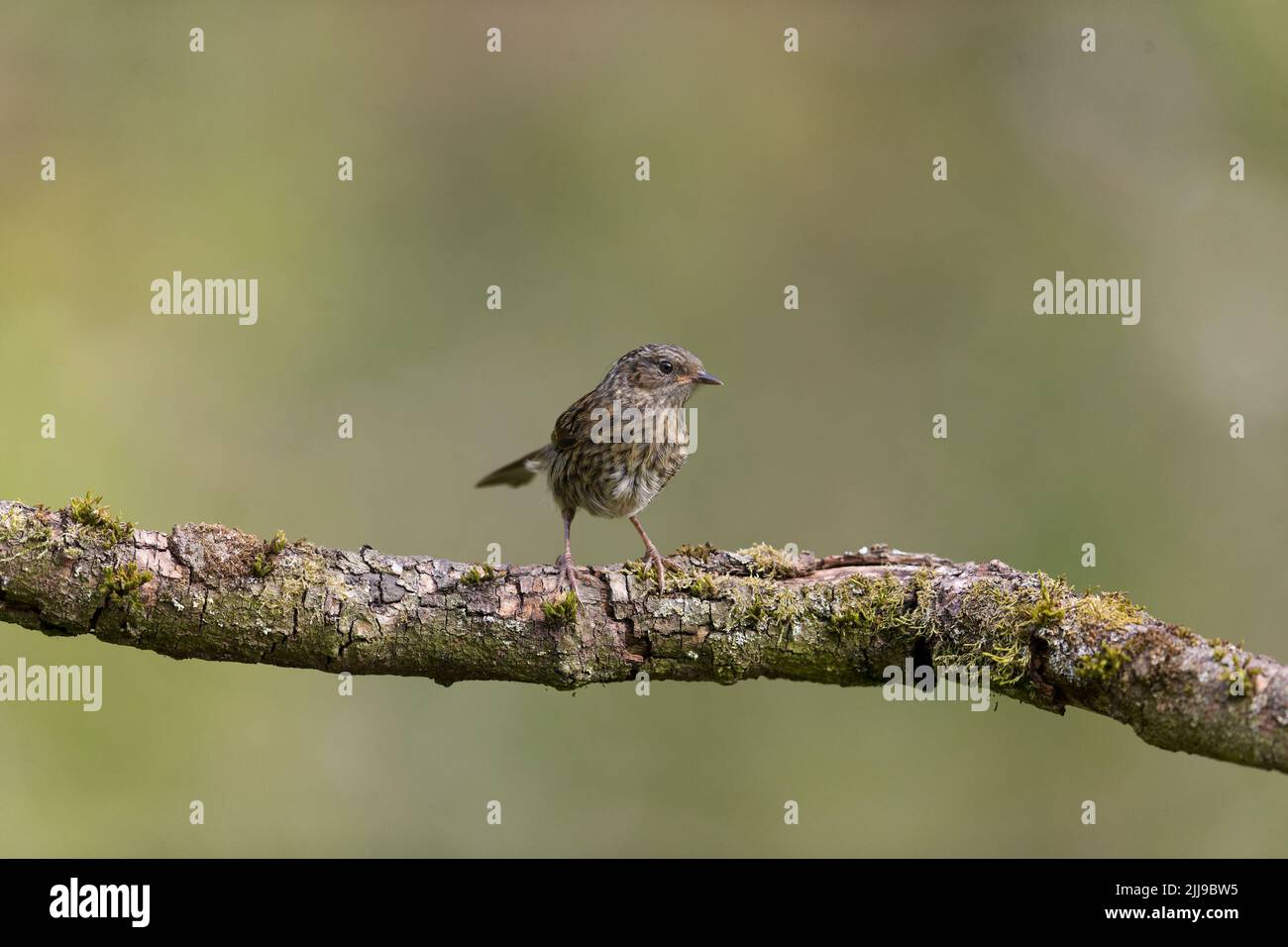 Dunnock Prunella modularis, juvénile perché sur la branche, Suffolk, Angleterre, juillet Banque D'Images