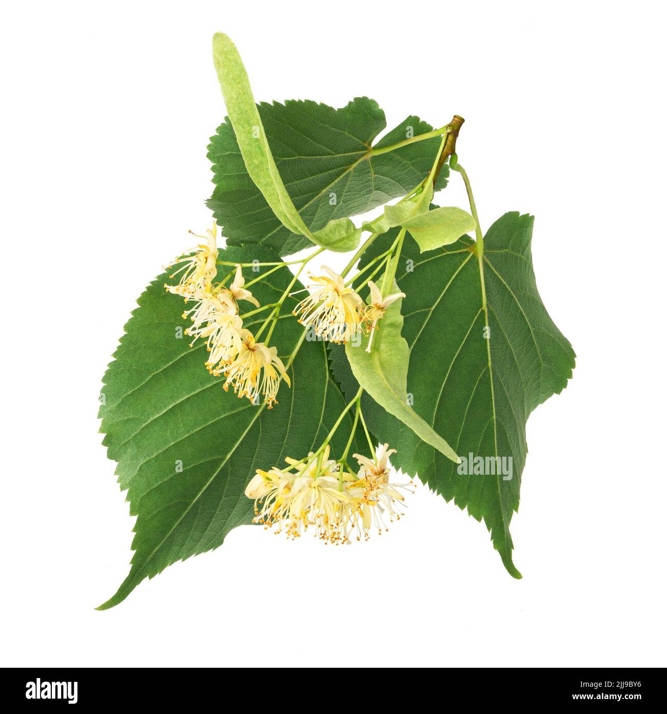 Fleurs de Tilleul isolé sur fond blanc Banque D'Images