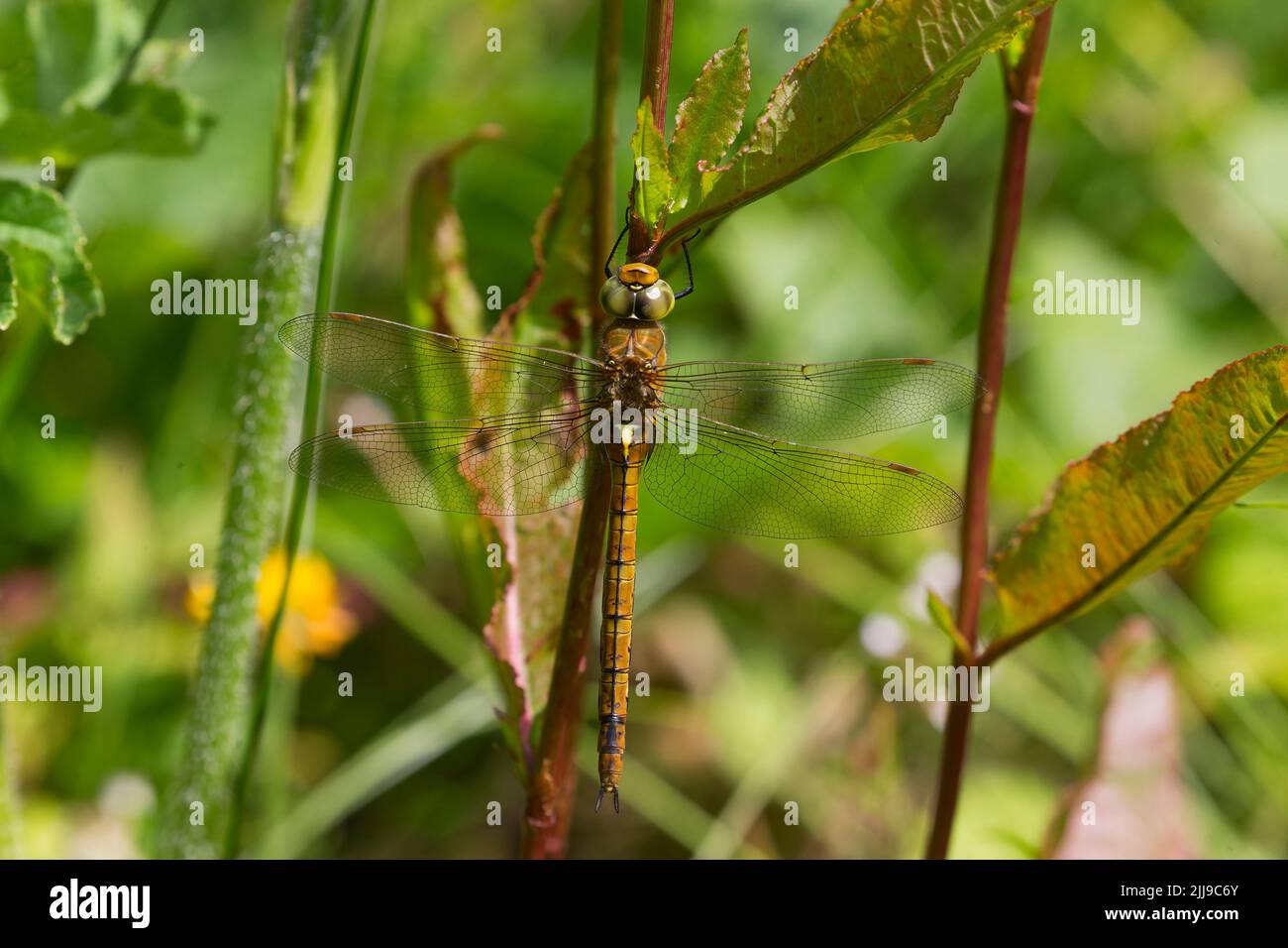 Norfolk Hawker Anaciaeschna isoceles, libellule adulte perchée sur la végétation, Suffolk, Angleterre, juillet Banque D'Images