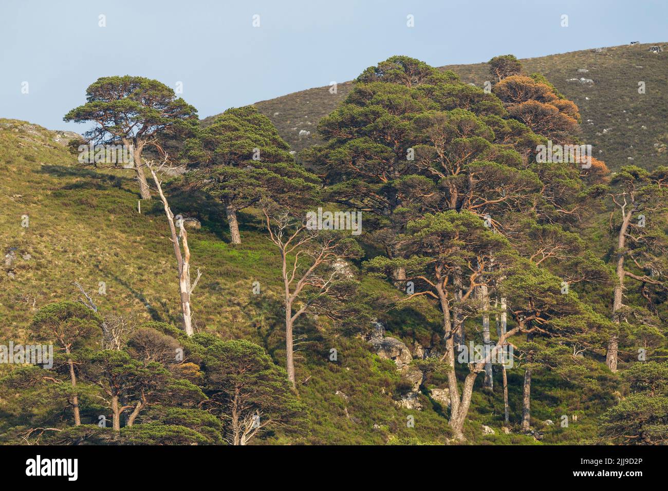 Vue sur le paysage des bois de montagne, Glen Cannich, Highland, Ecosse, Royaume-Uni, Juin Banque D'Images
