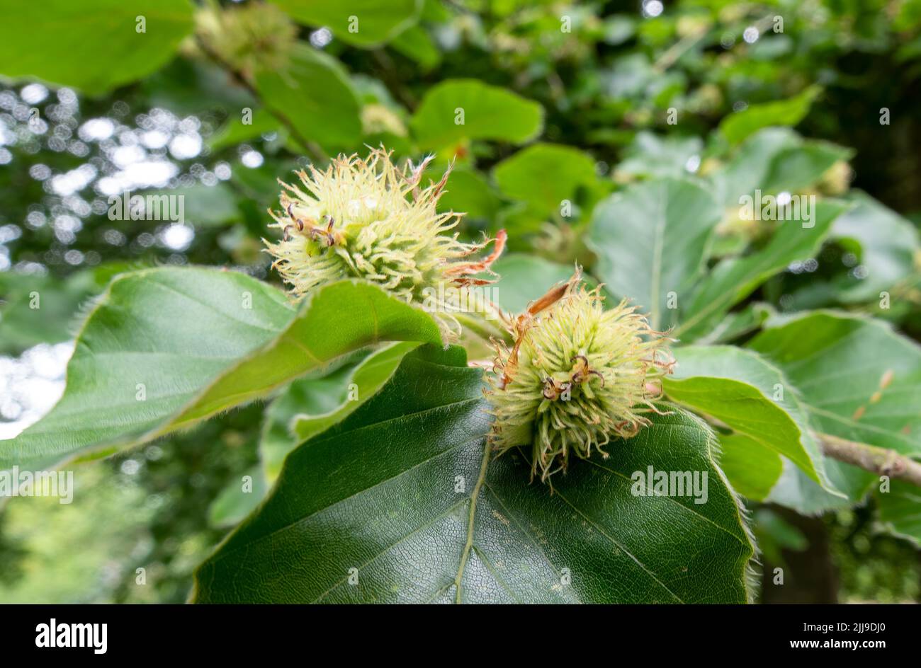 Gros plan détaillé de noix de hêtre sur un arbre de hêtre européen (Fagus sylvatica) en croissance dans la plaine de Salisbury, Royaume-Uni Banque D'Images