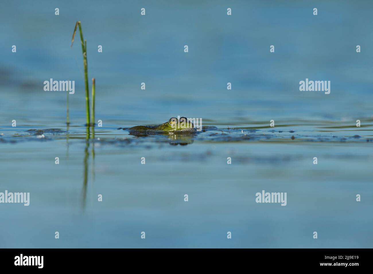 Grenouille de marais Pélophylax ridibundus, adulte, flottant sur la surface de l'eau, Tiszaalpár, Hongrie, mai Banque D'Images