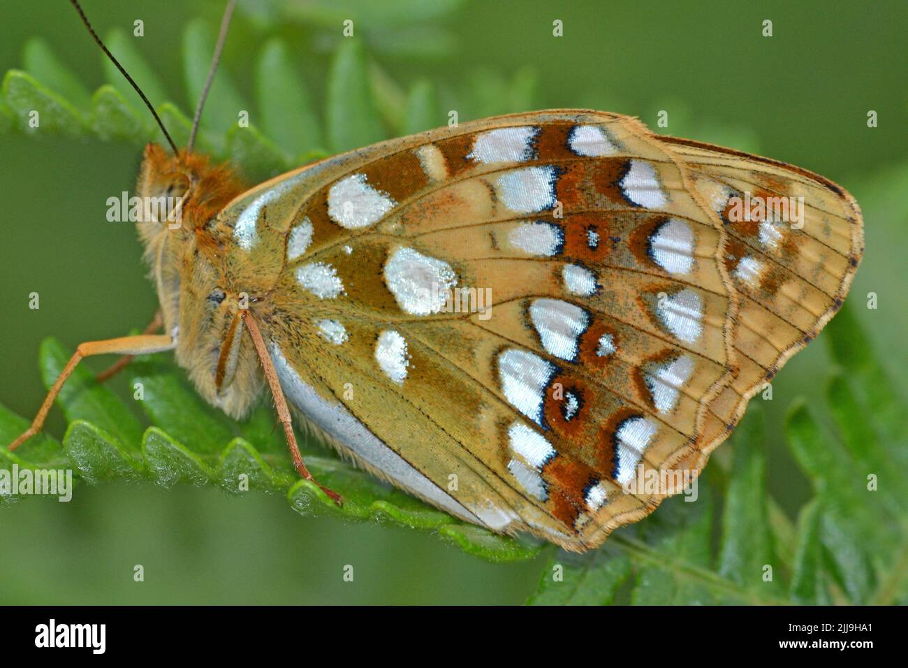 Le très rare papillon Fritillaire brun élevé, Arnside Knott, Cumbria Banque D'Images
