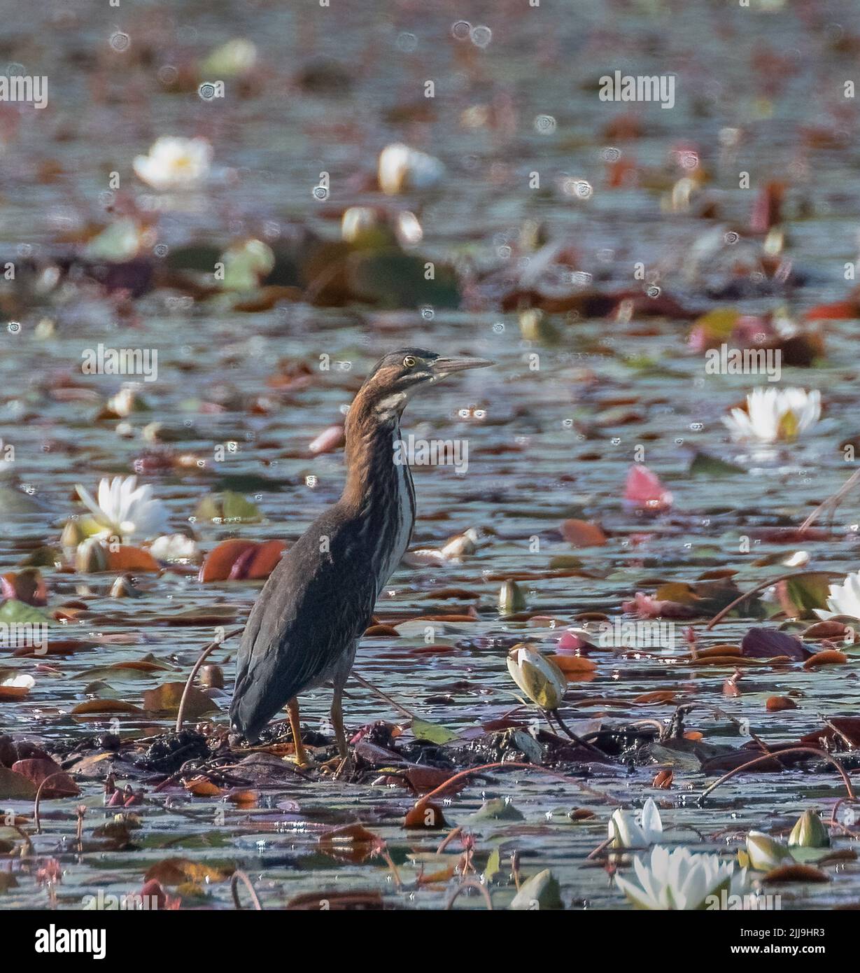 Un jeune Heron vert debout dans un marais rempli de lys blancs à Muskoka Banque D'Images