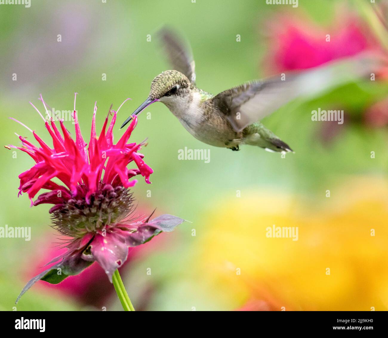 (Ottawa, Canada---24 juillet 2022) oiseau de bourdonnement à gorge rubis féminin au Fletcher Wildlife Garden. Photo 2022 Copyright Sean Burges / Mundo Sport Banque D'Images