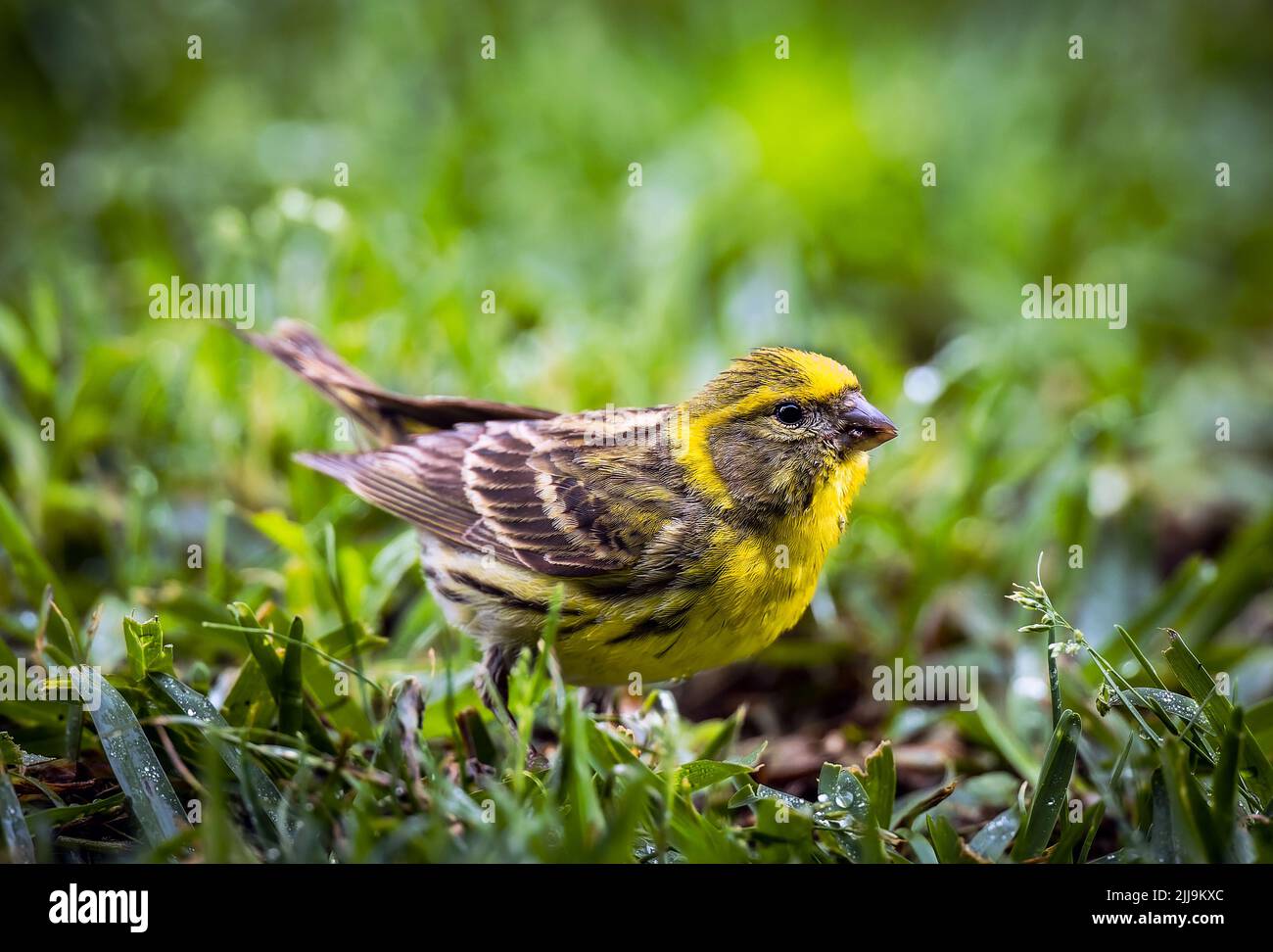 Mâle européen Serin sur herbe, Majorque Banque D'Images