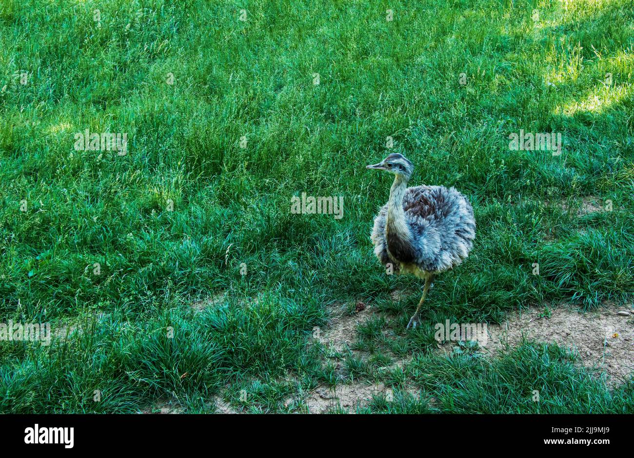 Le nandou de Darwin Rhea pennata, aussi connu comme le moindre rhea. C'est un grand oiseau, mais le plus petit des deux espèces existantes de nandou. Banque D'Images