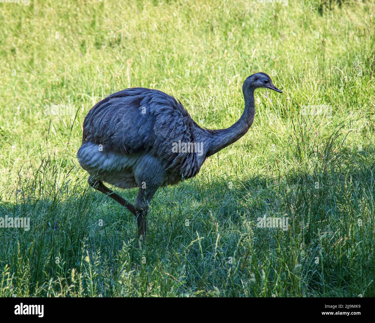 Le nandou de Darwin Rhea pennata, aussi connu comme le moindre rhea. C'est un grand oiseau, mais le plus petit des deux espèces existantes de nandou. Banque D'Images