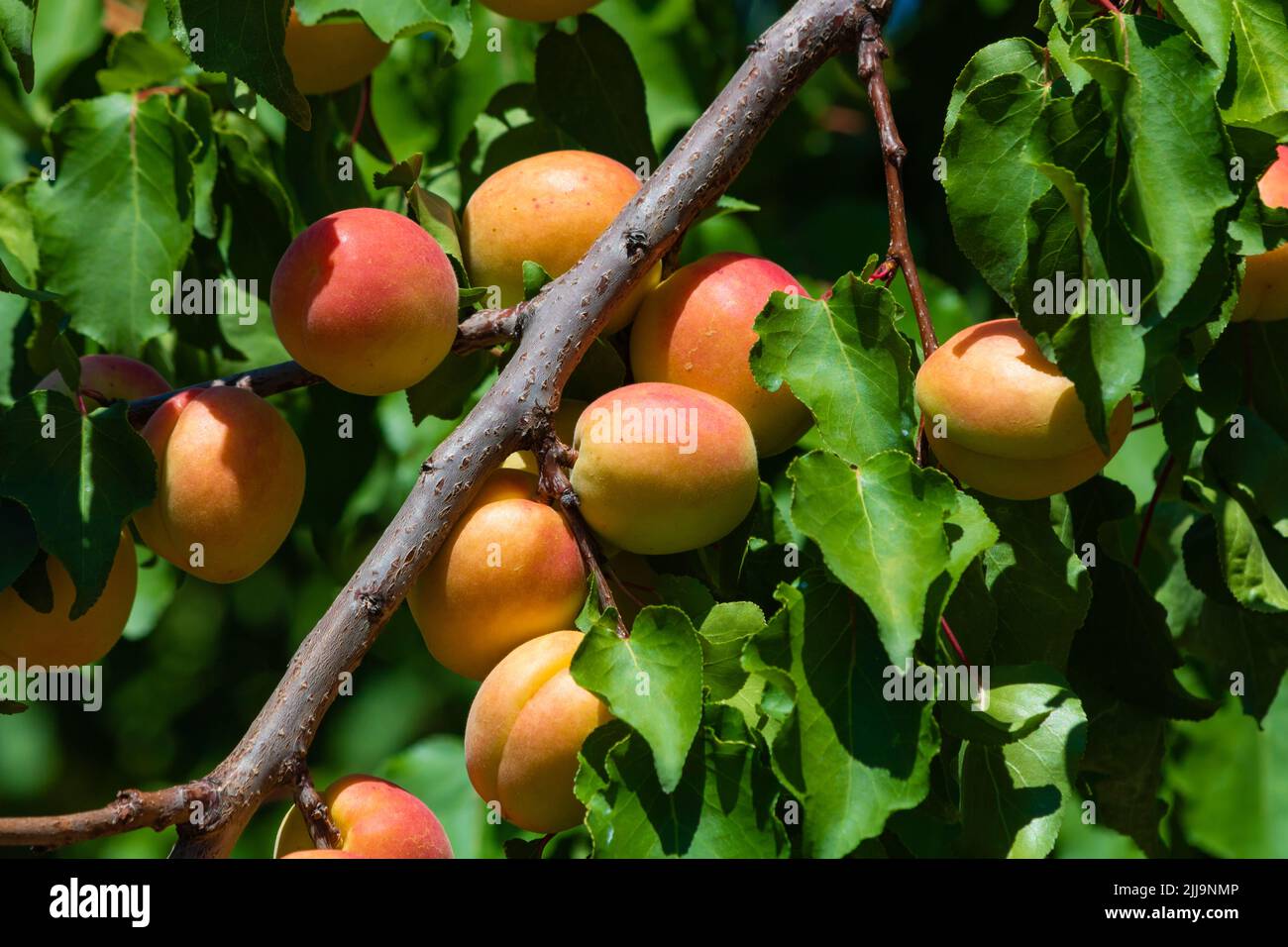 Abricots sur l'arbre. Photo de fond des aliments végétaliens. Concept de fruits sains. Banque D'Images