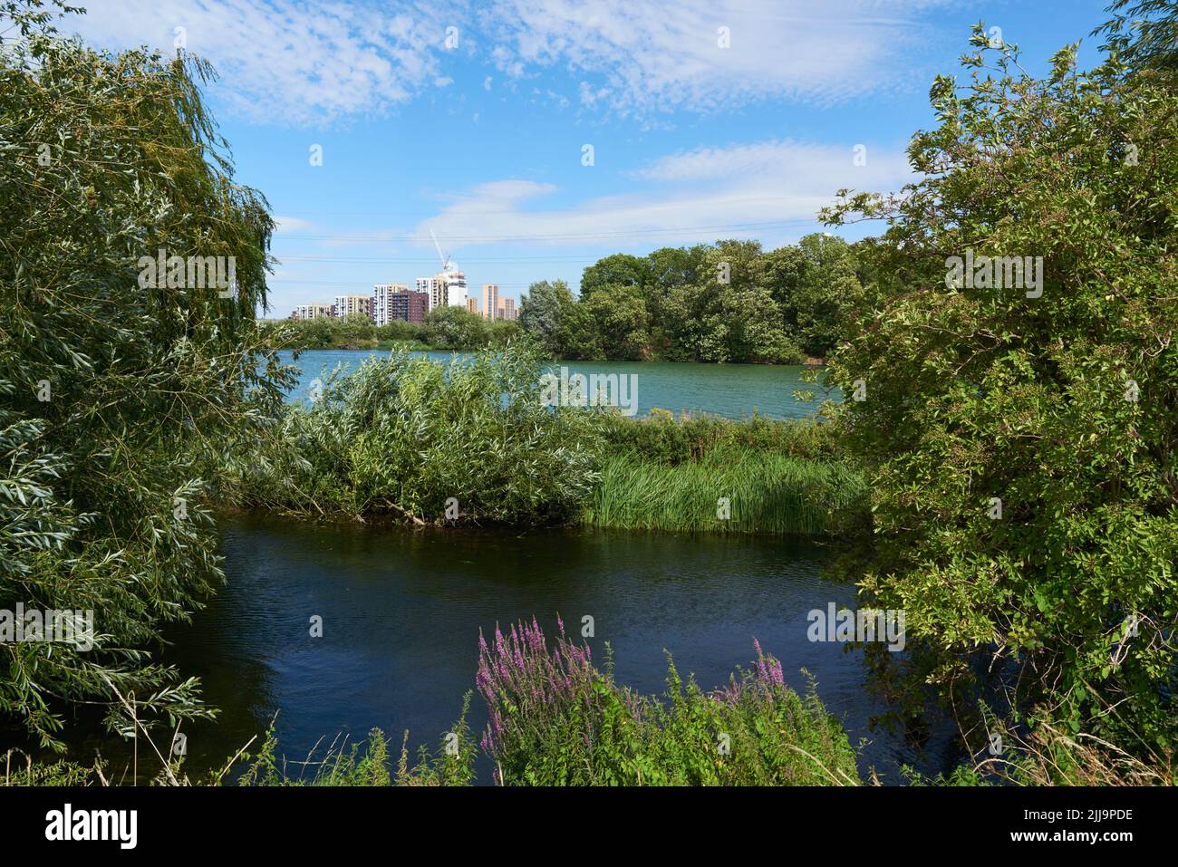 Walthamstow Wetlands en été, dans le nord de Londres, avec de nouveaux appartements à distance Banque D'Images