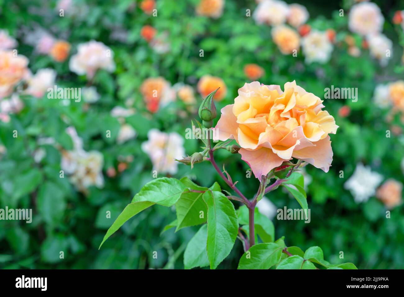 Rose de thé orange ou rose Bengale, rosehip chinois, rose indienne fleurit dans le jardin de roses en été. Banque D'Images