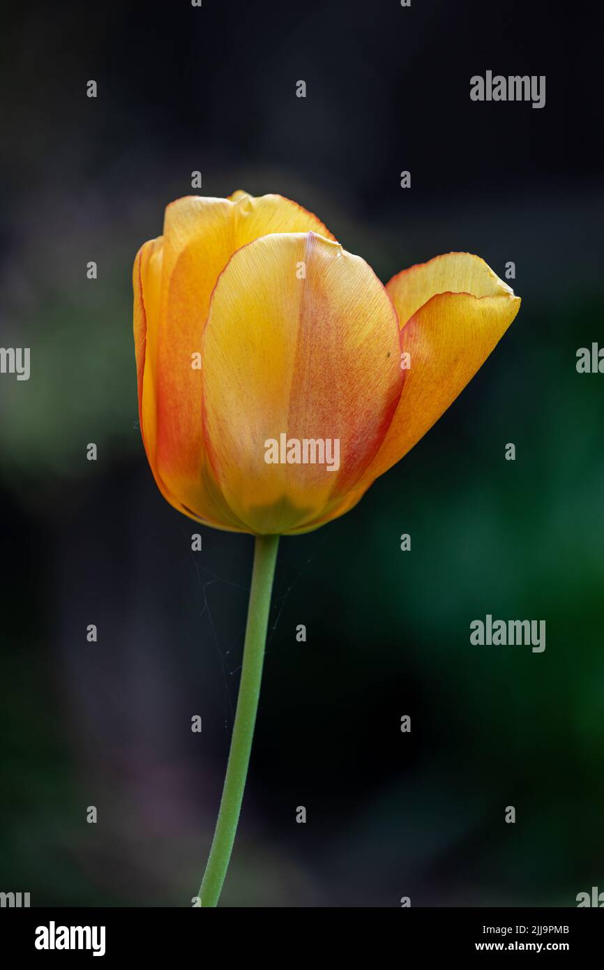 Tulipe jaune à bords rouges Banque de photographies et d'images à haute  résolution - Alamy