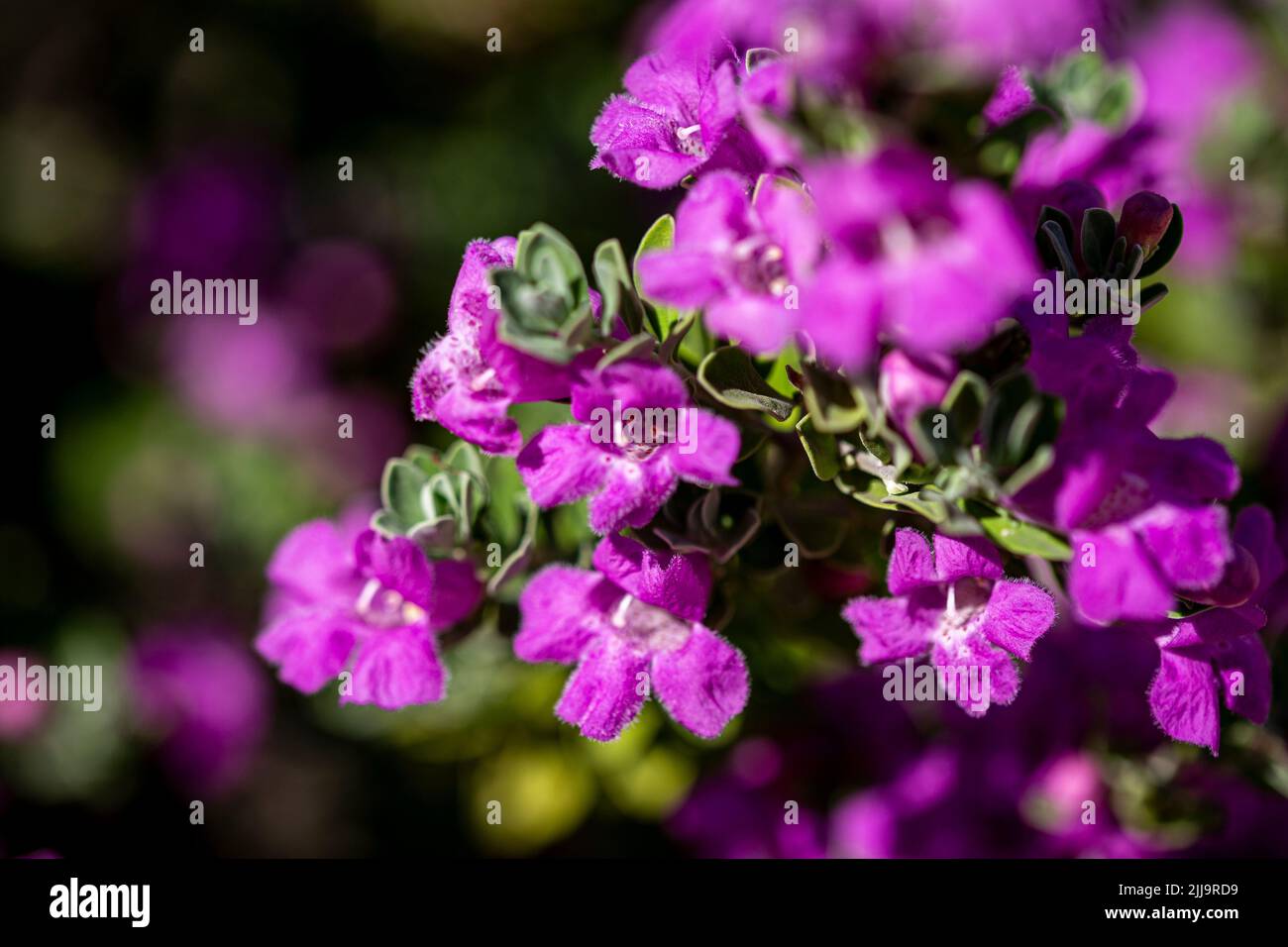 Fleurs violettes gros plan Banque D'Images
