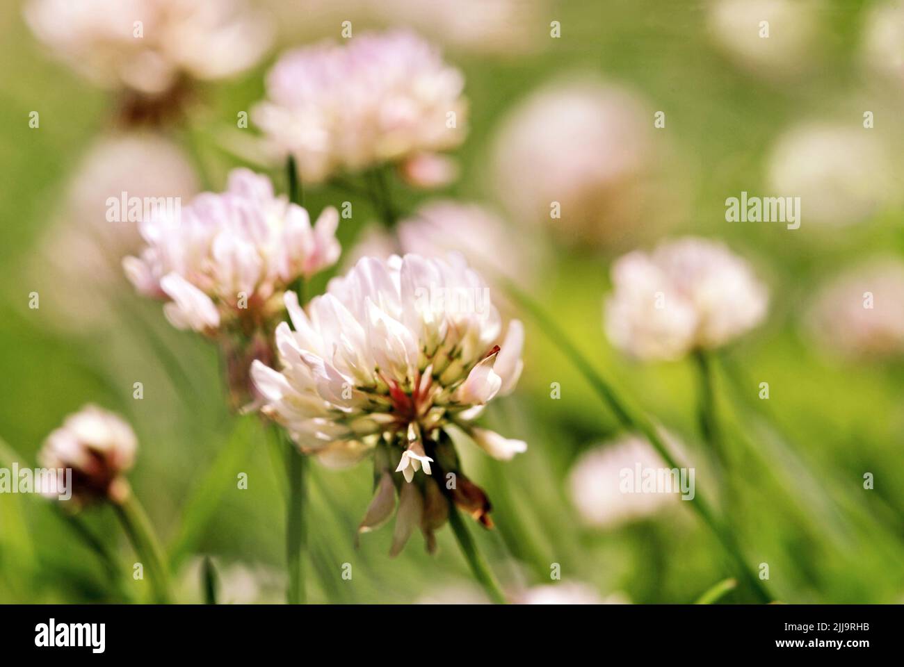 Les fleurs de trèfle remplissent la pelouse. Banque D'Images