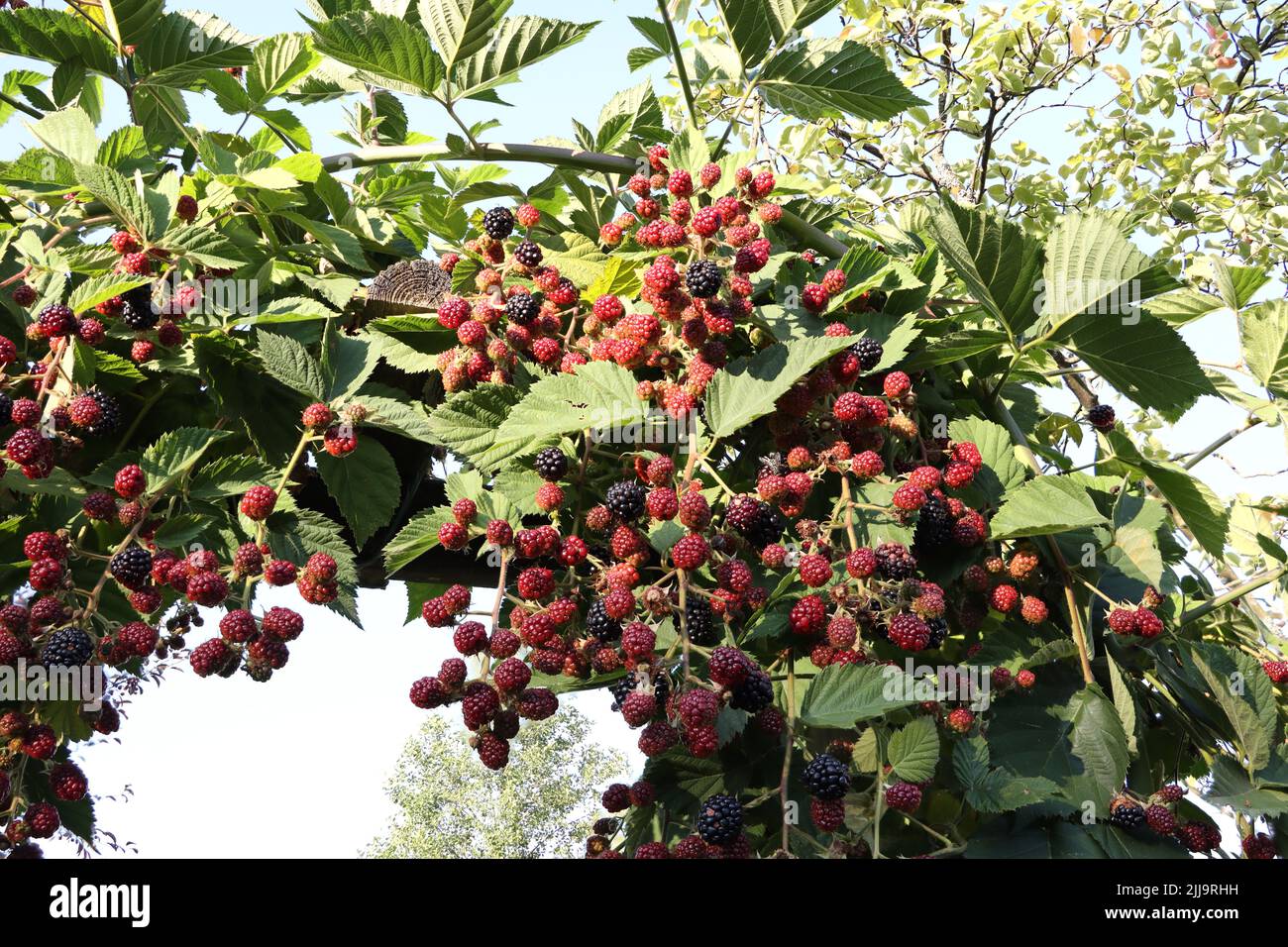 récoltez les fruits rouges. rasberry profitez de l'été avec le soleil et le ciel bleu en arrière-plan. au lac de la cosntance, bodensee. Banque D'Images