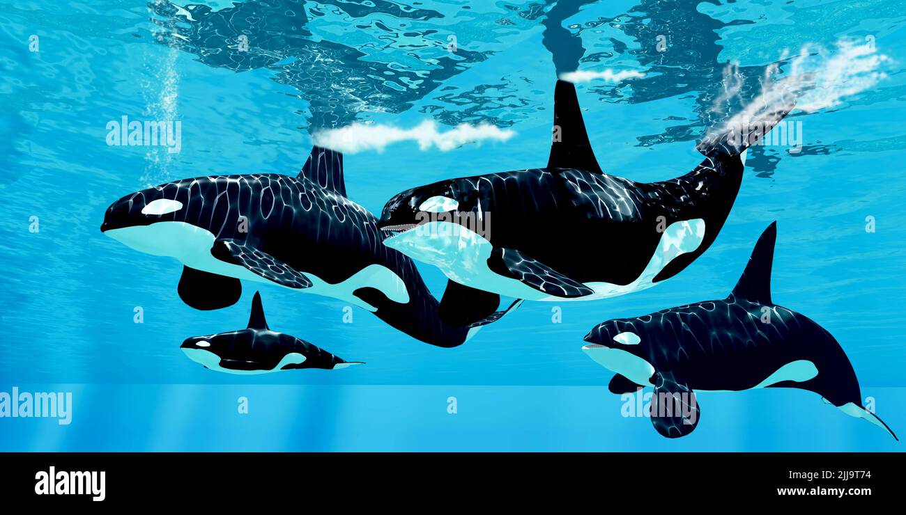 Un groupe familial de baleines à épaulards Orca nagent ensemble dans les océans du monde à la recherche de proies. Banque D'Images