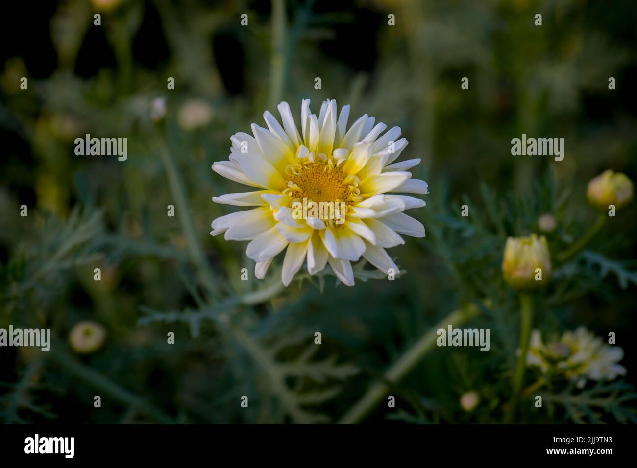 Fleur de fleurs de pâquerette de couleur blanche et jaune sur la plante. Mise au point sélective utilisée. Banque D'Images