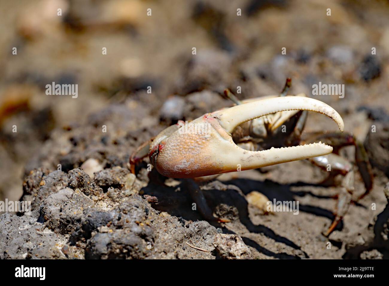 Un crabe du Fiddler à l'île Hoopers Banque D'Images