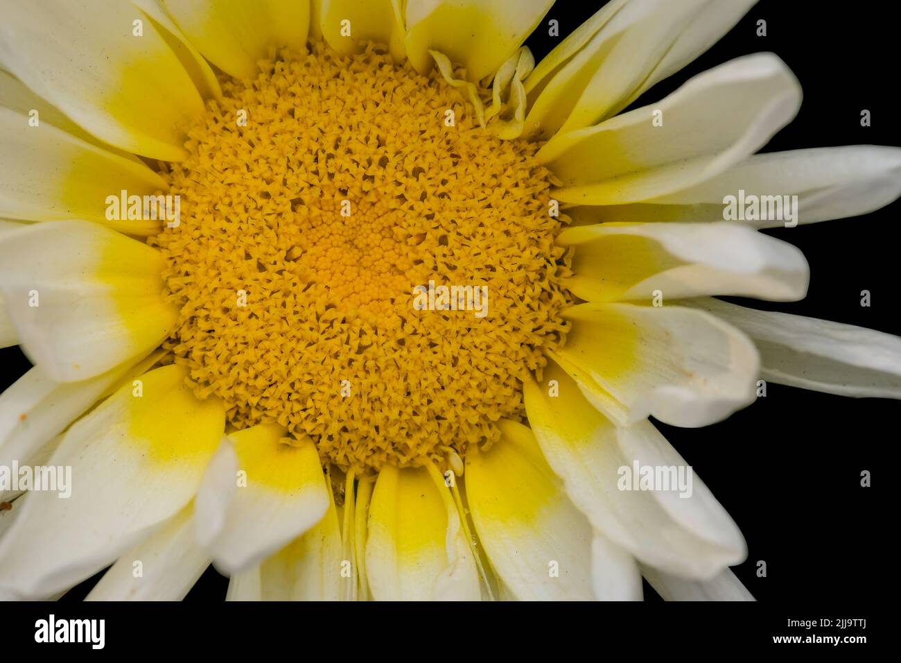 Gros plan de fleurs blanches de couleur jaune dans une famille de pâquerettes isolée par un fond noir. Mise au point sélective utilisée. Banque D'Images
