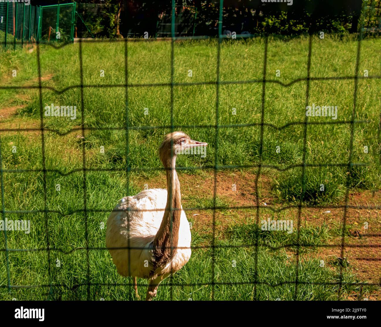 Autruche blanche dans le zoo de la ville de Bojnice en Slovaquie. Les autres noms de la grande nandou comprennent le nandou gris, le nandou commun ou américain, le nandou guarani ou l'em Banque D'Images