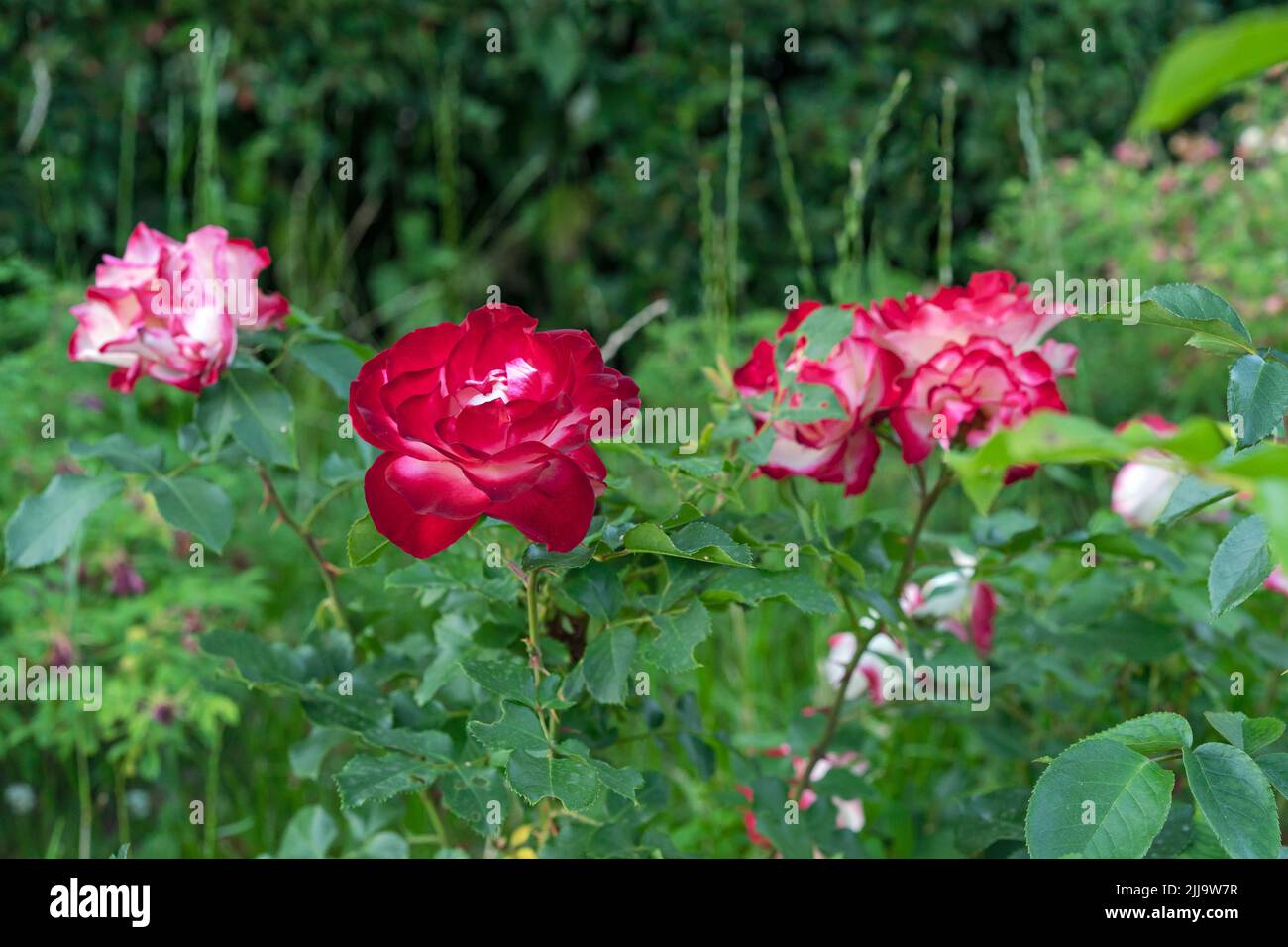 Roses rouges avec une fleur centrale blanche dans le jardin de roses en été. Banque D'Images