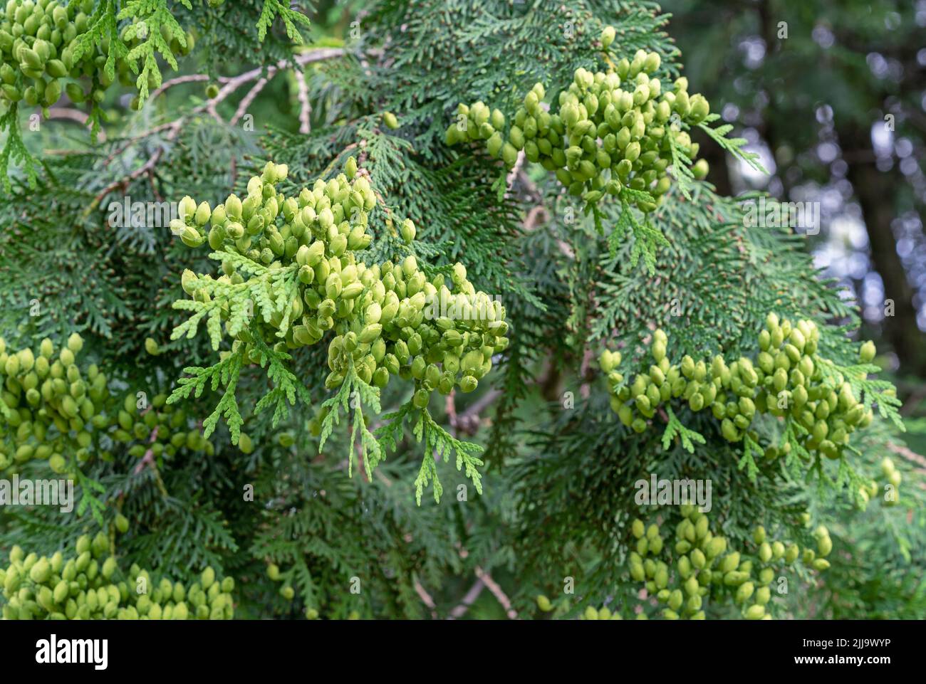 Fruits de Thuja Western ou Northern White Cedar. Arbre à feuilles persistantes Thuja. Banque D'Images