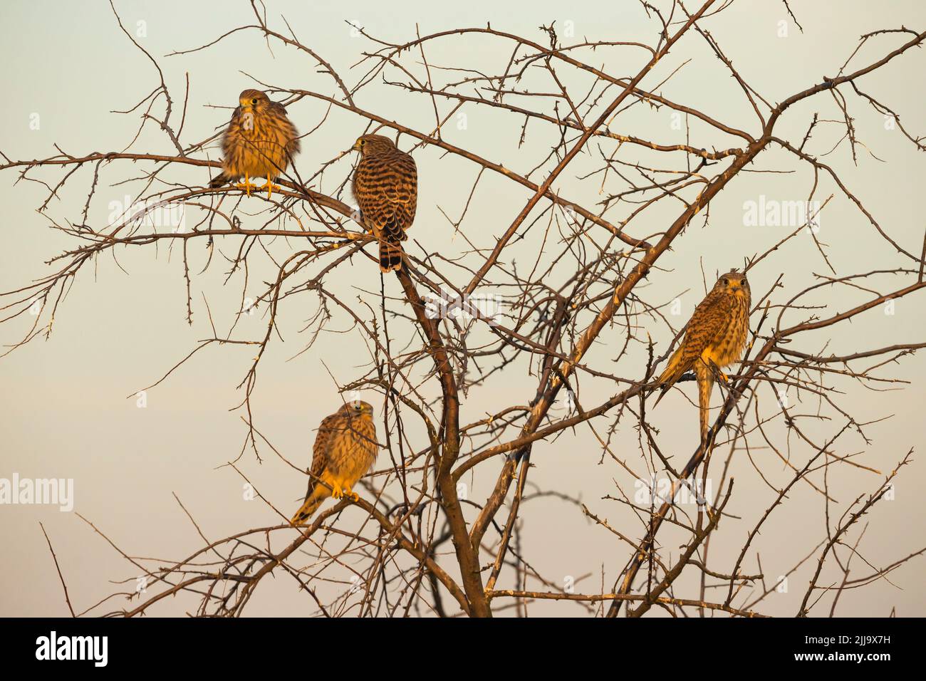 Kestrel commun Falco tinnunculus, juvéniles, perchés dans un arbre, Kiskunfélegyháza, Hongrie en juin. Banque D'Images