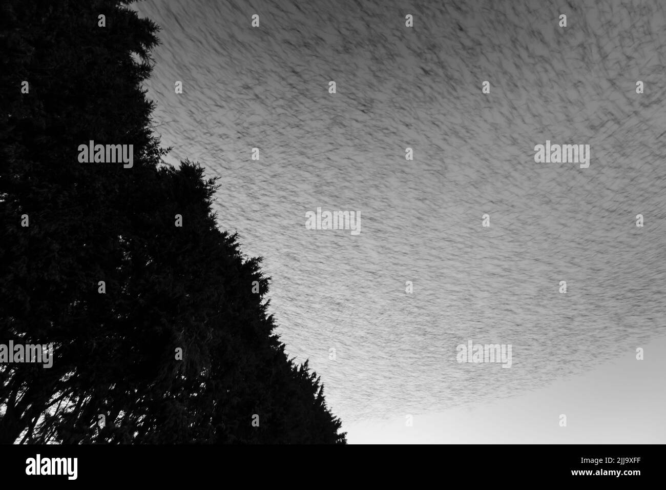 Étourneau sansonnet Sturnus vulgaris, troupeau, arrivant à roost site, Weston-Super-Mare, Somerset, UK, Janvier Banque D'Images