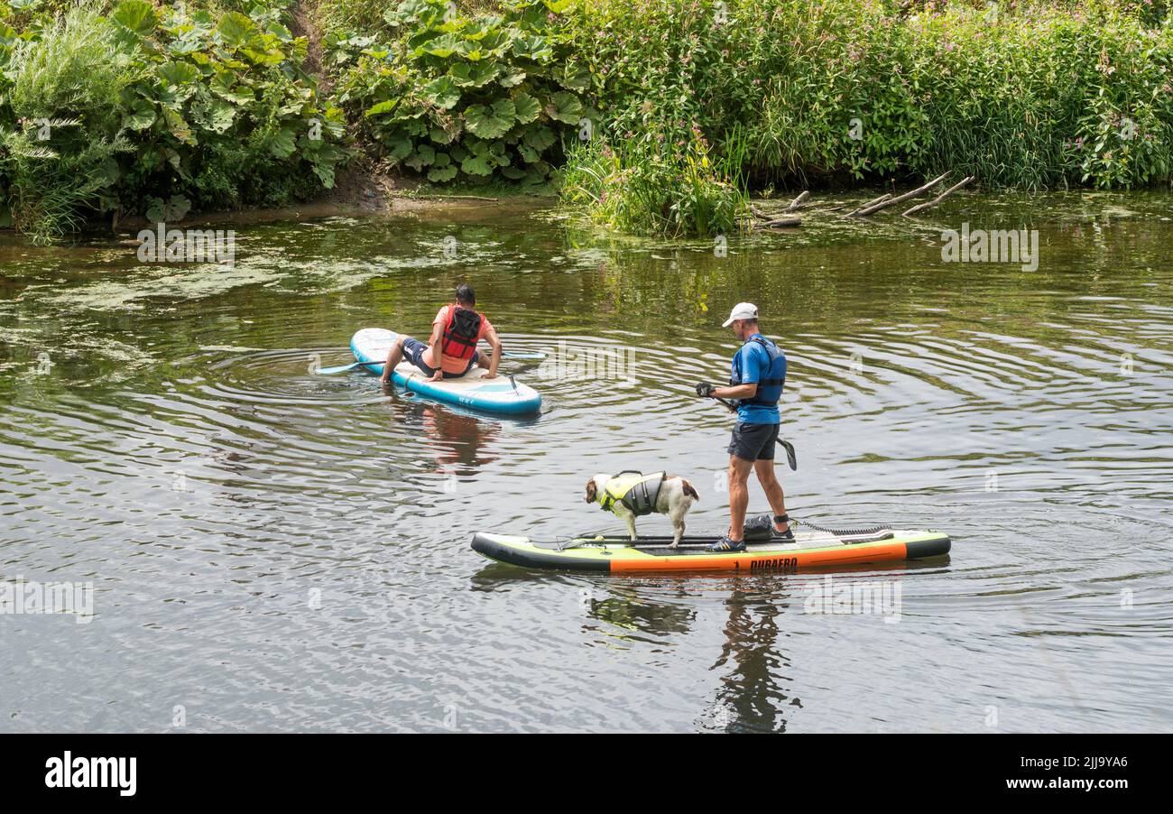 Un homme paddle board avec un chien sur le port de la rivière à Durham City, Angleterre, Royaume-Uni Banque D'Images