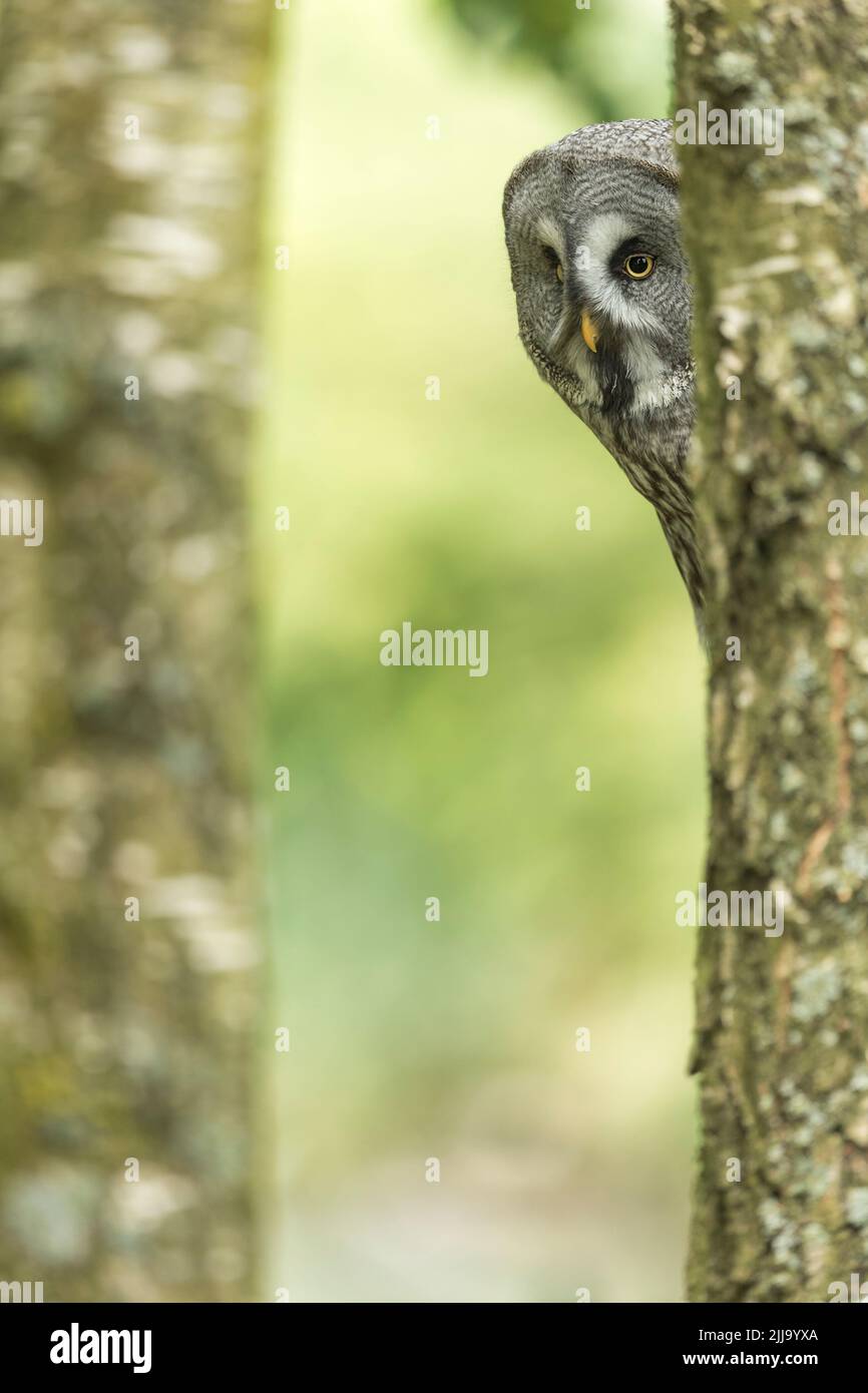 Grand hibou gris Strix nebulosa (captif), adulte perché dans les bois, Hawk Conservancy Trust, Andover, Hampshire, Royaume-Uni, Septembre Banque D'Images