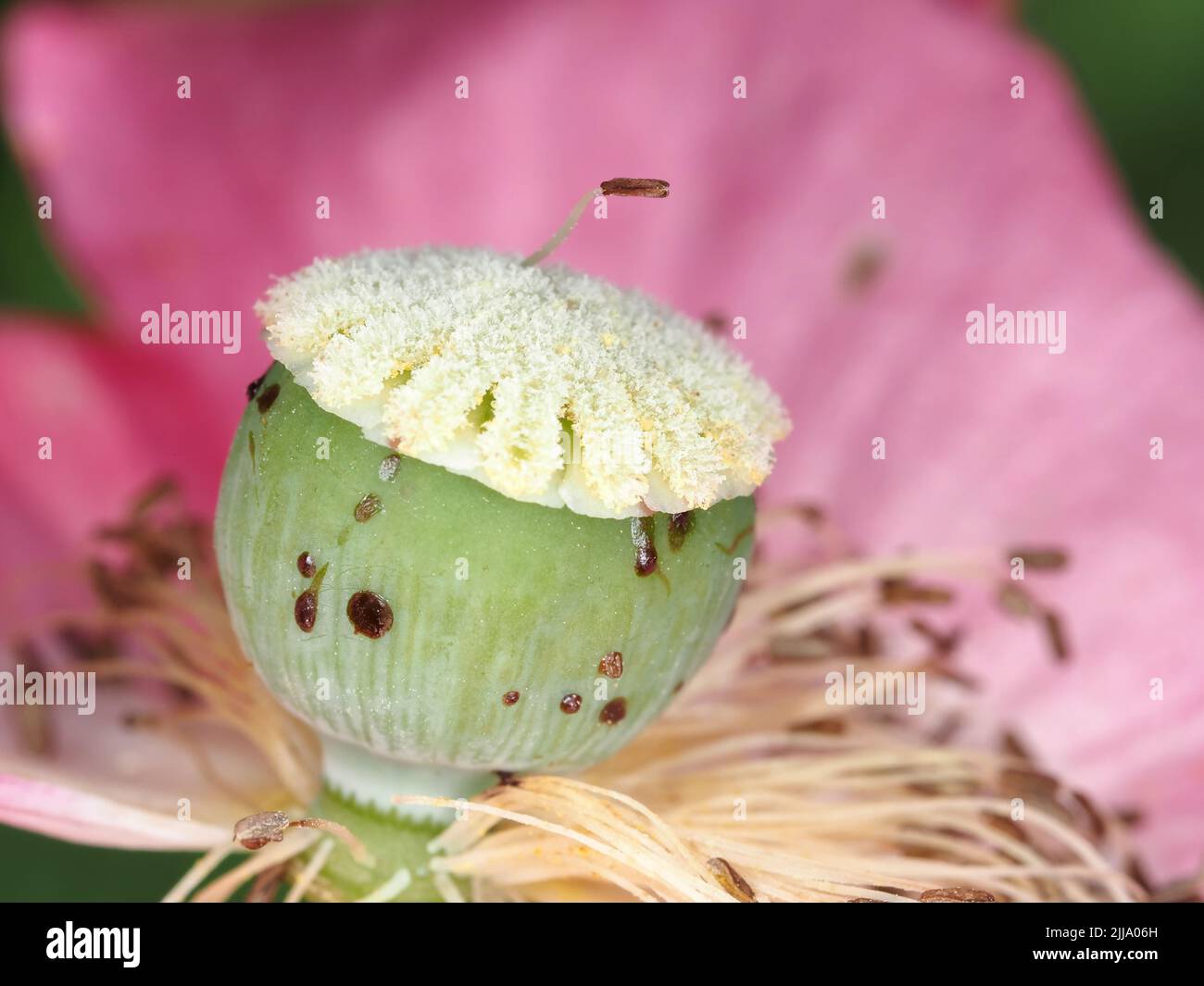 Photo macro fleur de coquelicot Banque D'Images