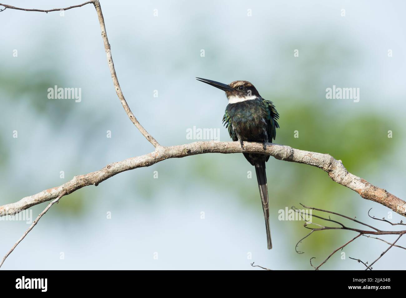 Paradise jacamar Galbula dea, adulte, perché dans l'arbre, Colombie, mars Banque D'Images