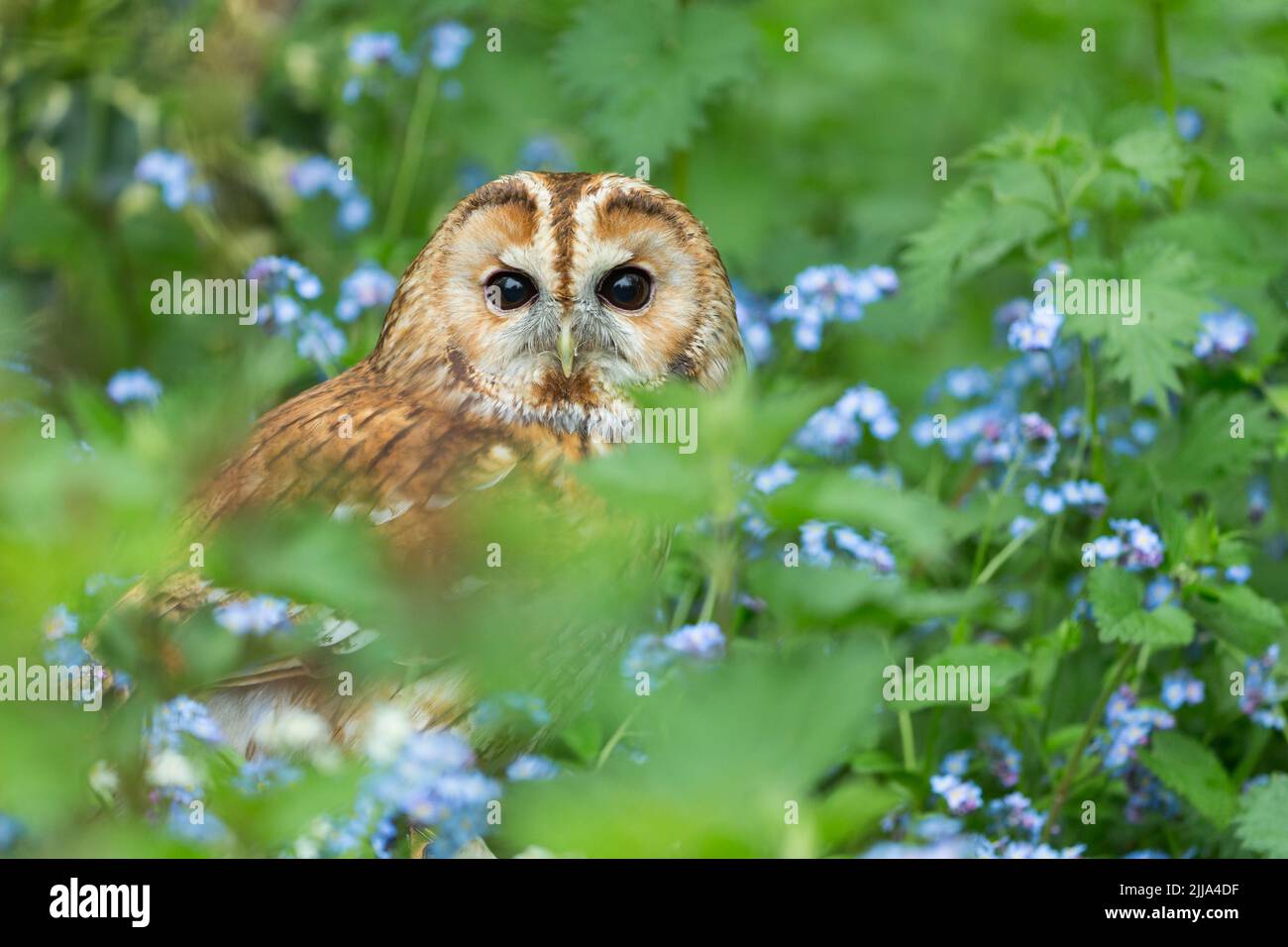 Tawny Owl Strix aluco (captif), homme adulte parmi les fleurs de printemps des bois, Hawk Conservancy Trust, Andover, Hampshire, Royaume-Uni, Avril Banque D'Images