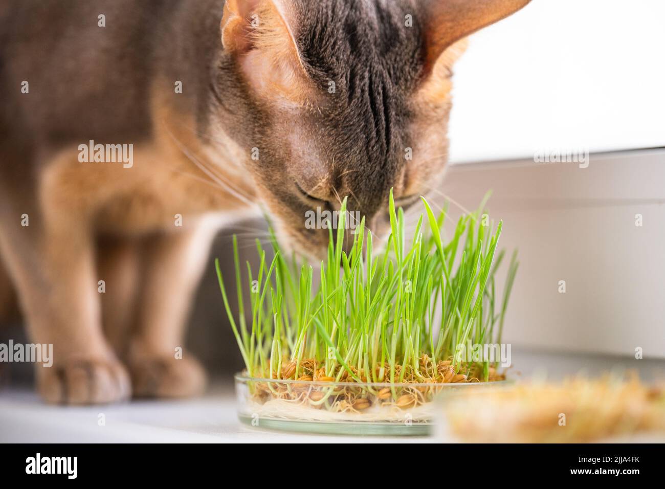 Un joli chat bleu-beige Abyssinian mange de l'herbe pour la santé de l'estomac des animaux de compagnie sur le seuil de la fenêtre. Photo conceptuelle des soins aux animaux de compagnie et d'une alimentation saine pour la maison Banque D'Images