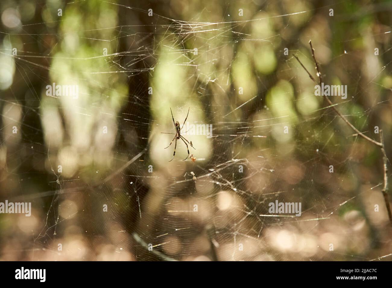 Trichonila clavipes, anciennement Nephila clavipes, communément connu sous le nom d'orb-tisserand de soie dorée, araignée de soie dorée ou araignée de banane, dans son web en entre Banque D'Images