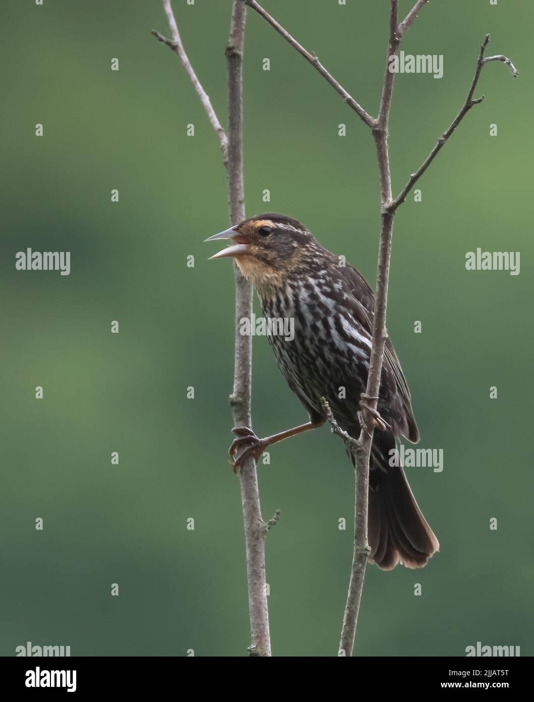 Un blackbird ailé de rouge-femelle appelant d'une perchaude dans les branches Banque D'Images