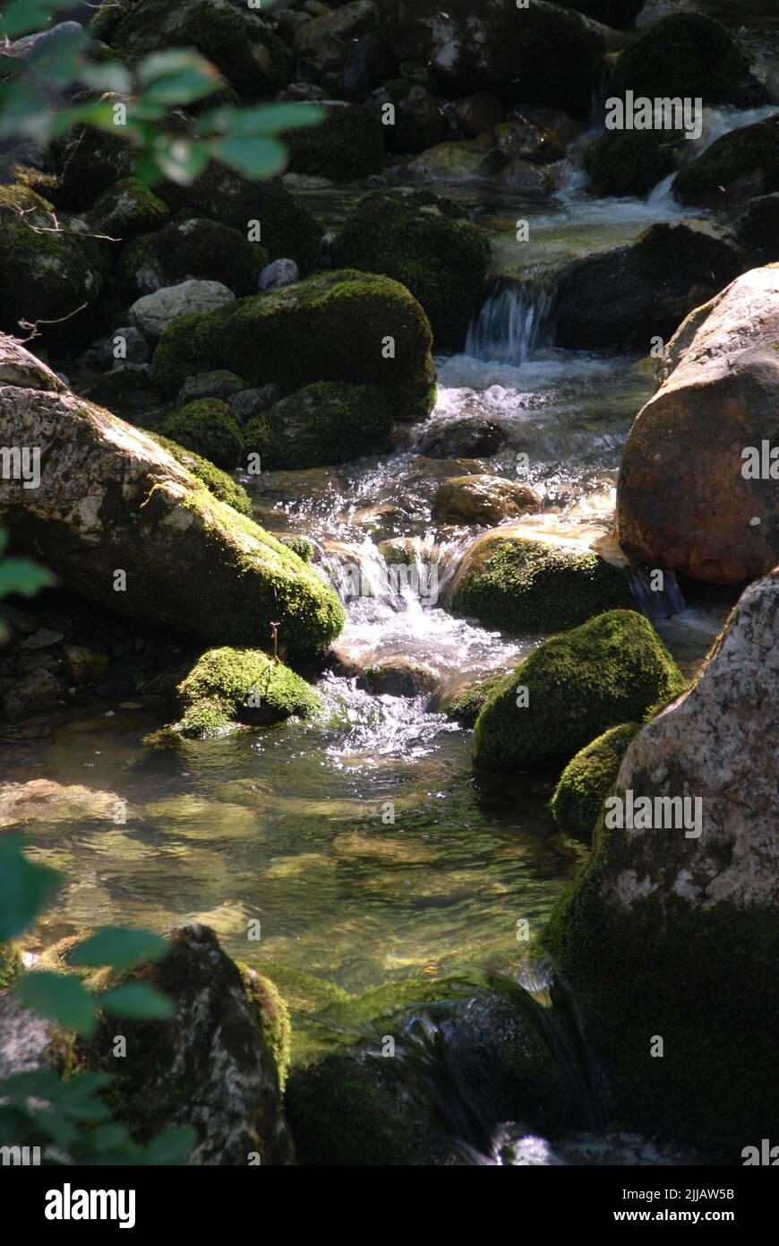 le ruisseau murmure à travers la forêt de montagne Banque D'Images