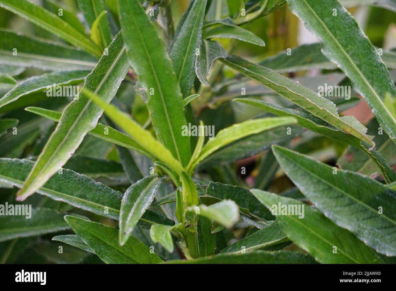 Sonchus arvensis. Aussi appelé truie vivace, chardon de lait de champ, chardon de champ, tempuyung, chardon de maïs, kindle, gutweed, chardon de porc Banque D'Images