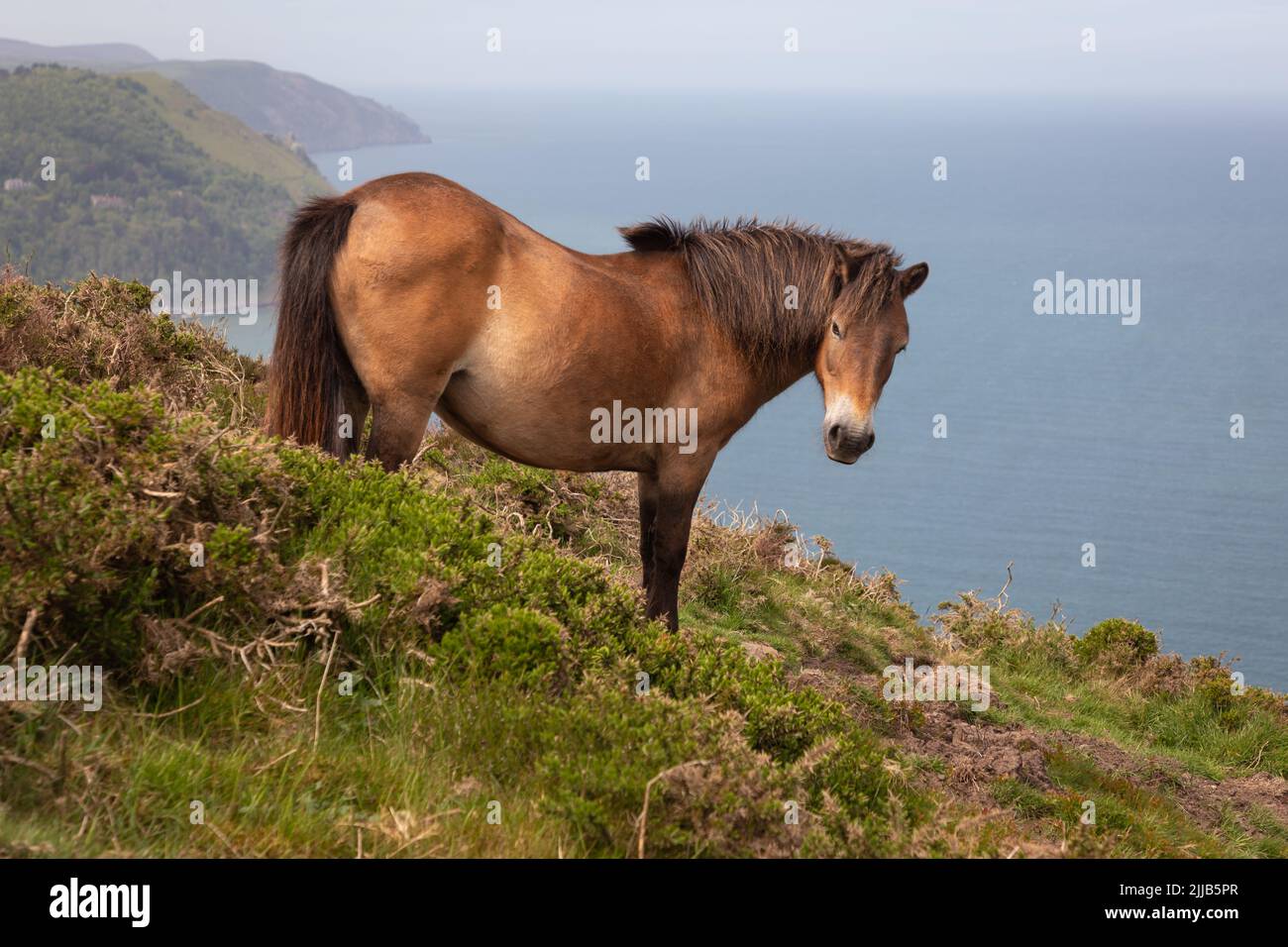 Exmoor poneys marchant sur le sentier côtier près de Lynton, Devon, Grande-Bretagne Banque D'Images