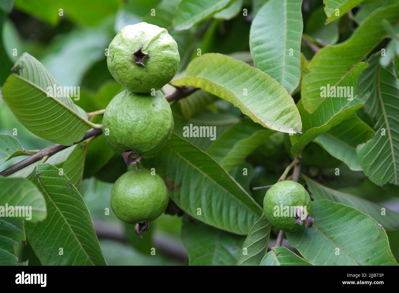 Fruit de la goyave biologique. Fruit de la goyave verte accroché à l'arbre dans la ferme agricole de l'Inde en saison de récolte, ce fruit contient beaucoup de vitamine C. Banque D'Images